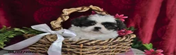 Shih Tzu dogs for sale: Shayla - Ad 1