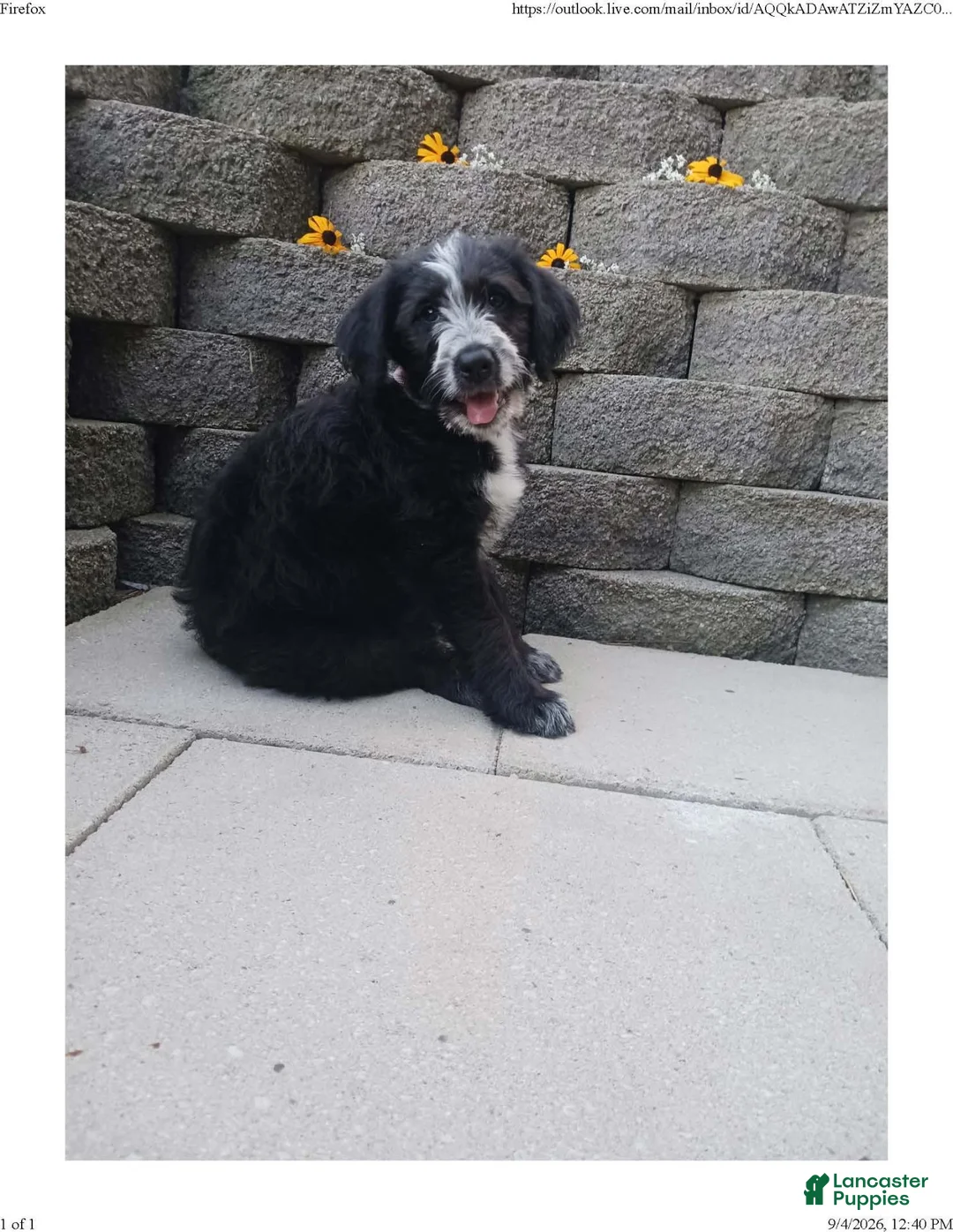 Mixed Breed dogs for sale: Shaylee - Ad 2