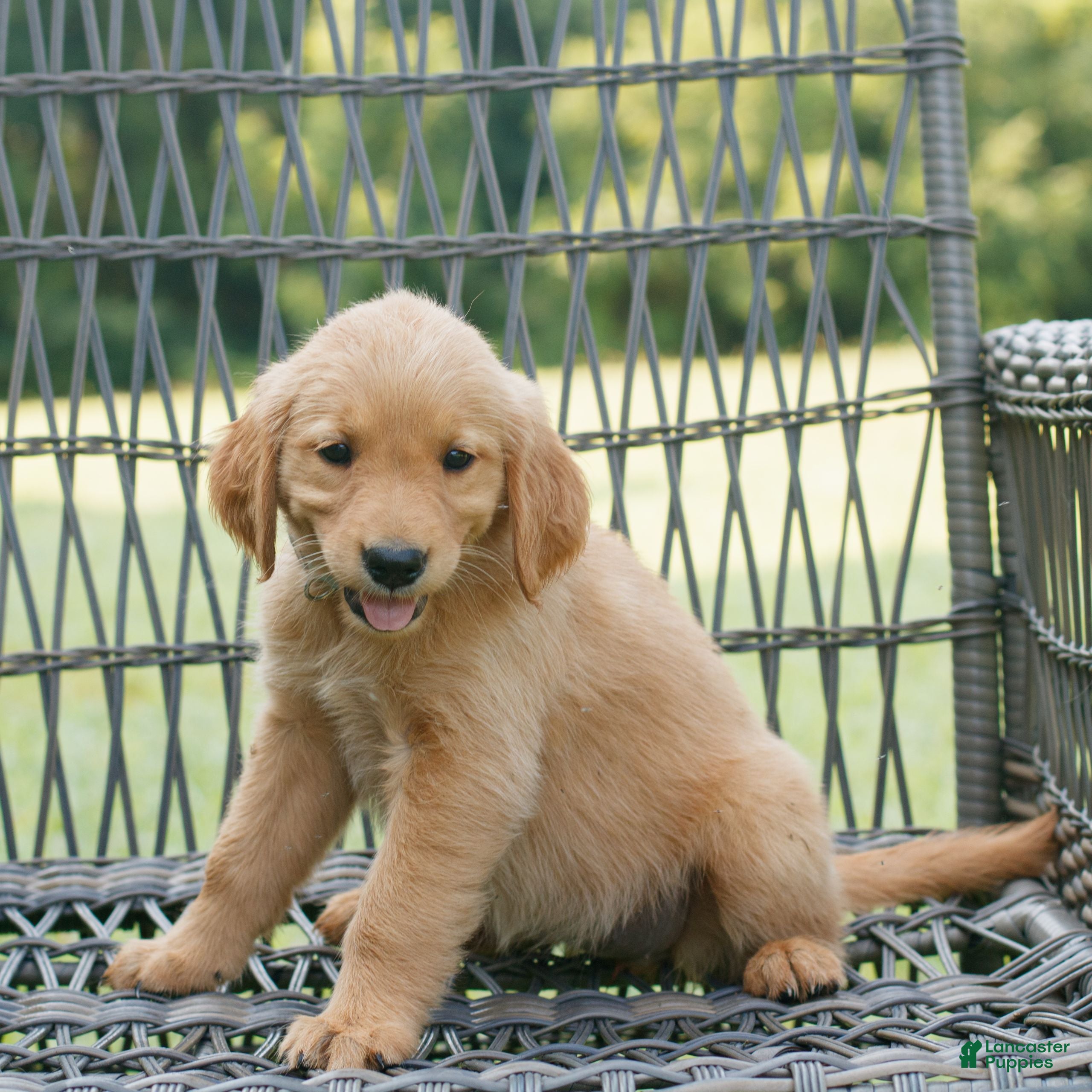 Golden Retriever dogs Ivy  - Ad 2