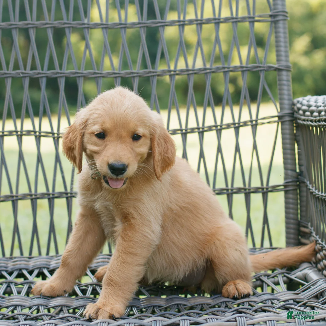 Golden Retriever dogs for sale: Ivy  - Ad 2