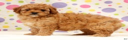 Cavapoo dogs for sale: Abbigail - Ad 6