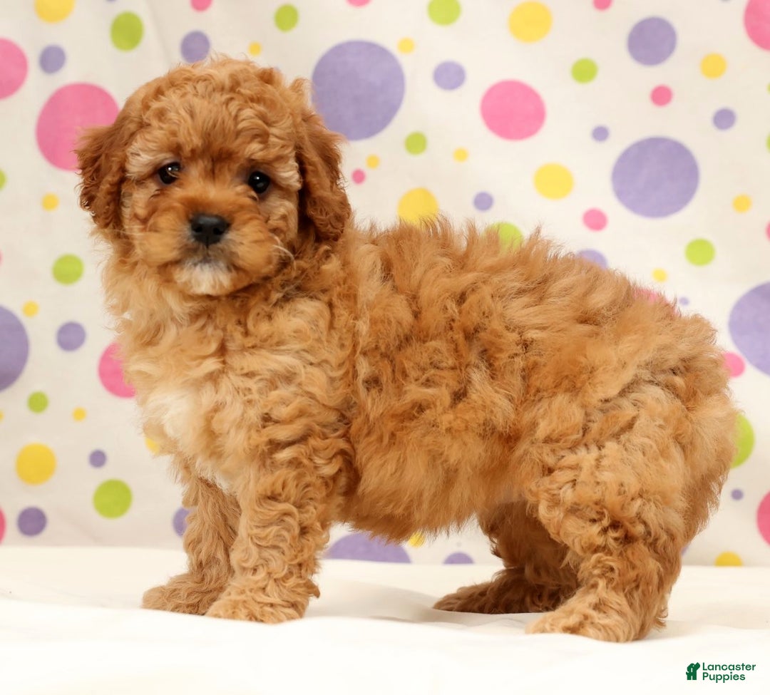 Cavapoo dogs for sale: Abbigail - Ad 6