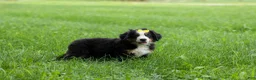 Bernese Mountain Dog dogs for sale: SAMSON - Ad 21