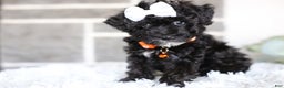 Miniature Poodle dogs for sale: Gracie  - Ad 9