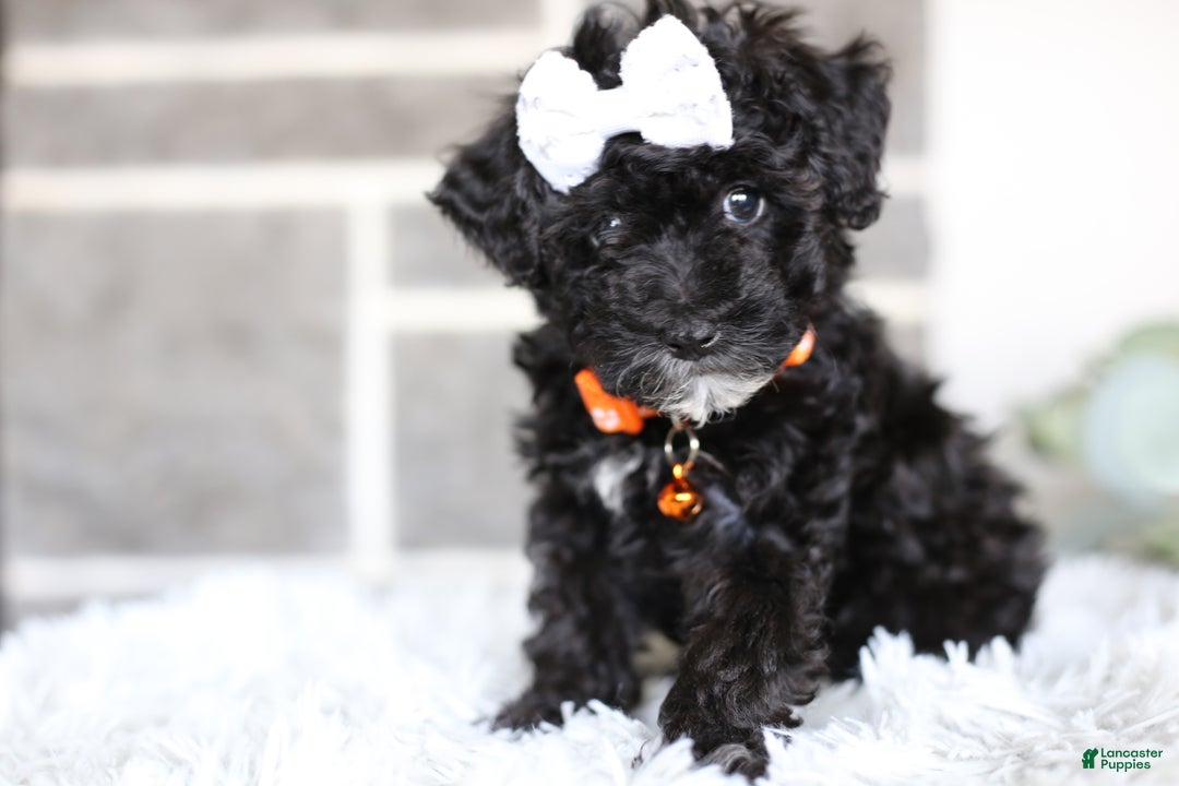 Miniature Poodle dogs for sale: Gracie  - Ad 9