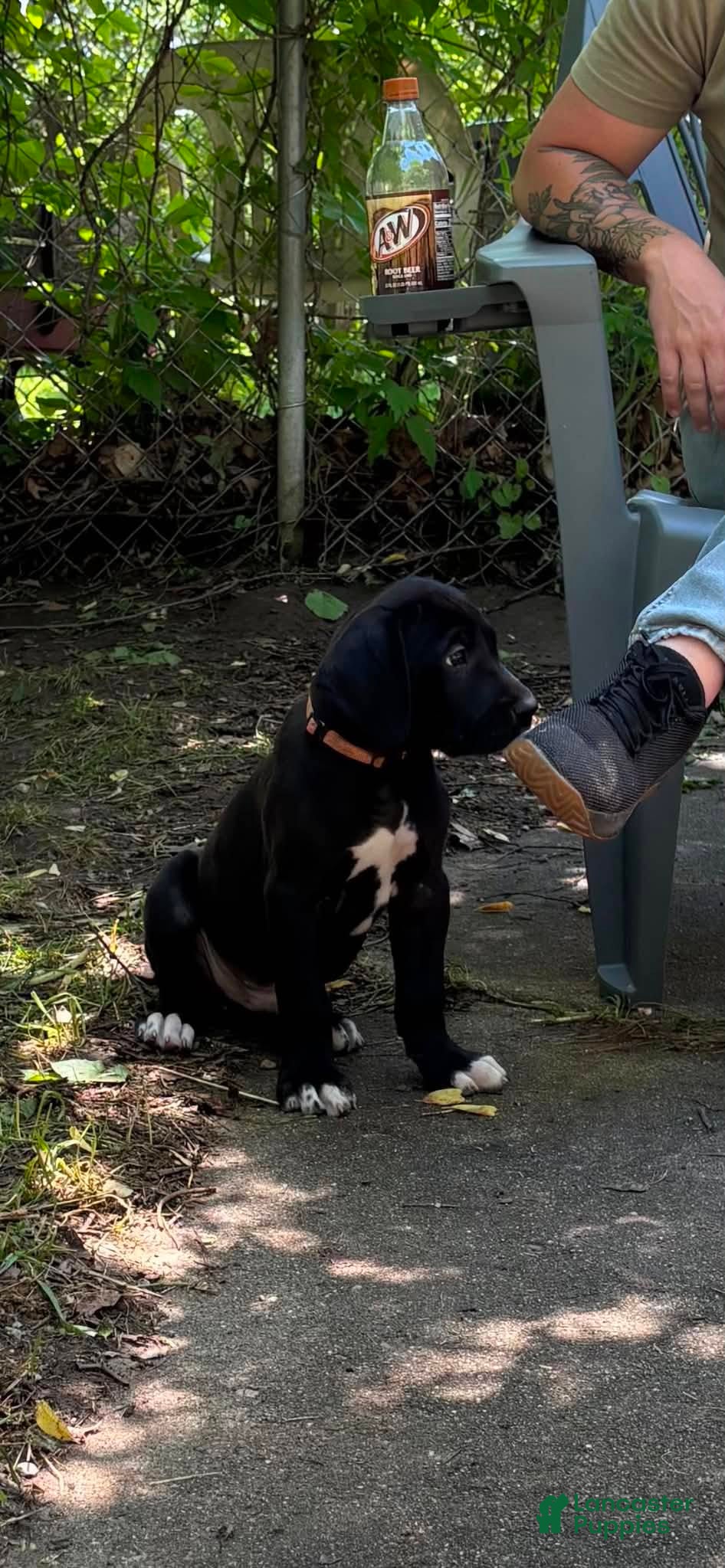 Great Dane dogs Black Male - Ad 1