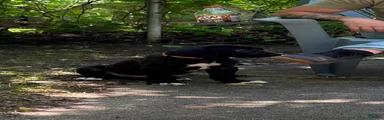Black Male