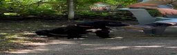 Great Dane dogs for sale: Black Male - Ad 1