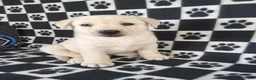 Labrador Retriever dogs for sale: Casper - Ad 10