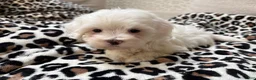 Maltipoo dogs for sale: Snow - Ad 4