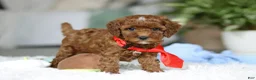 Cavapoo dogs for sale: Bear - Ad 8