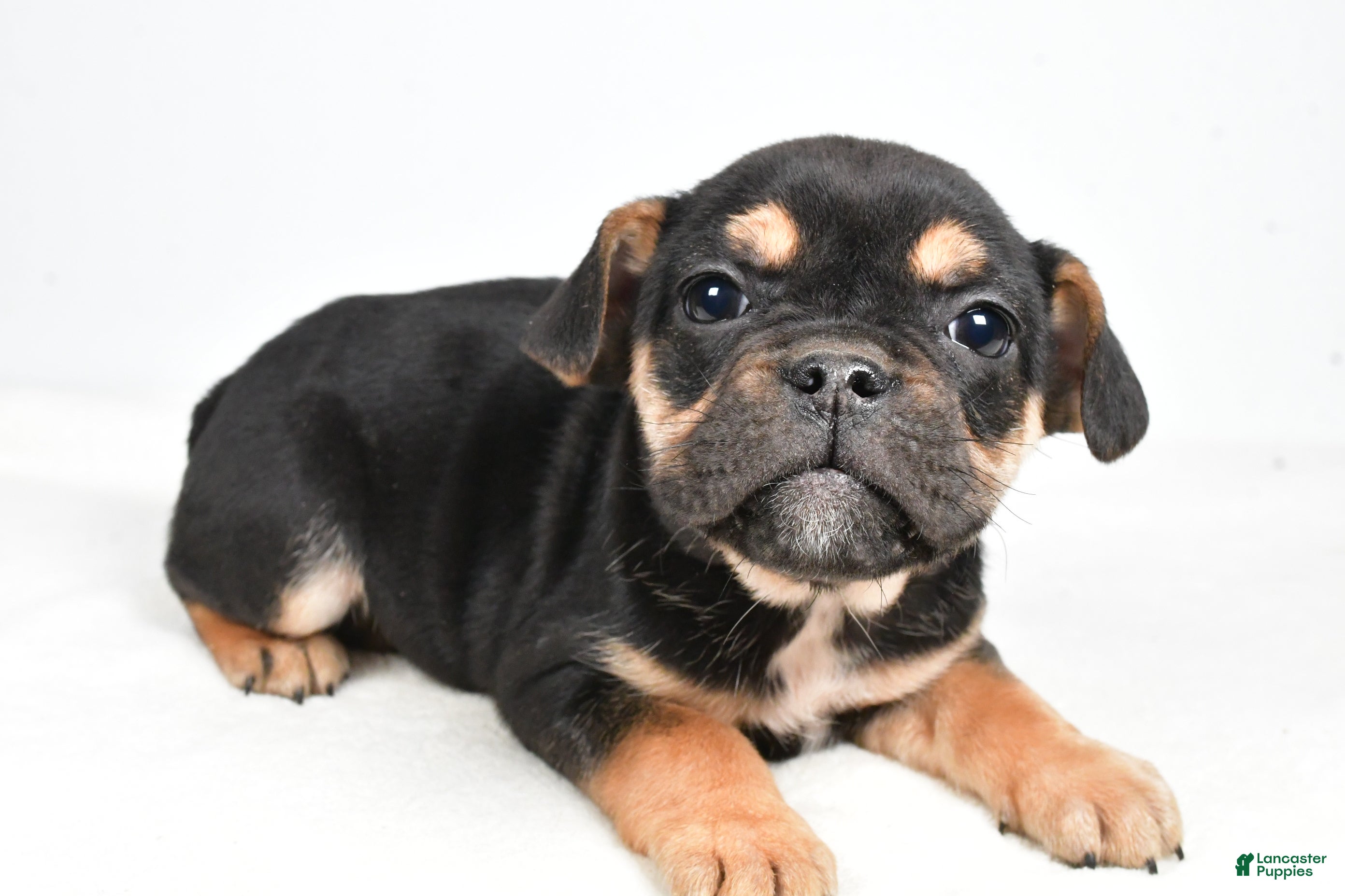 Mixed Breed dogs Maggie - Ad 7