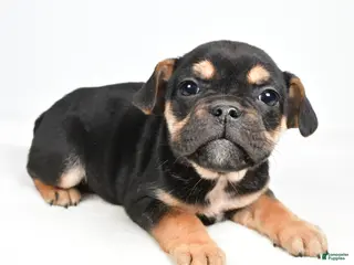 Mixed Breed dogs Maggie - Ad 7