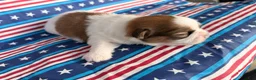 Shih Tzu dogs for sale: Quigley Shih Tzu  - Ad 3