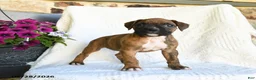 Boxer dogs for sale: Rain - Ad 5