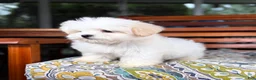 Malshi dogs for sale: Peanut - Ad 4
