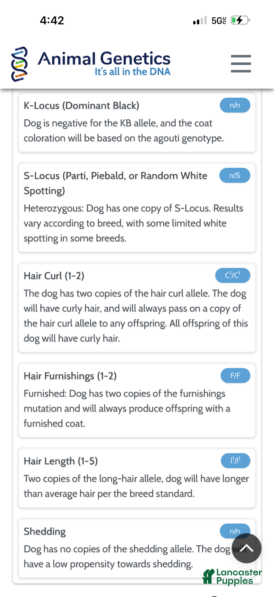 Miniature Poodle dogs for sale: Akc Clear Chocolate Phantom Animal Genetics tested - Ad 10