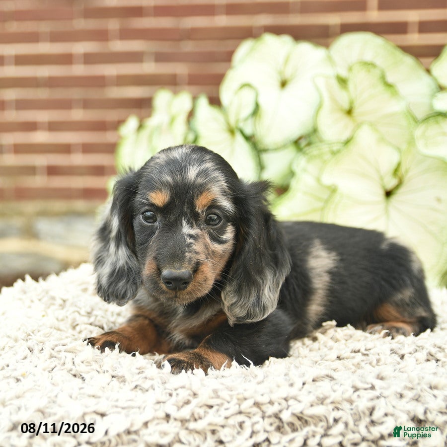 Miniature Dachshund dogs Comet  - Ad 2