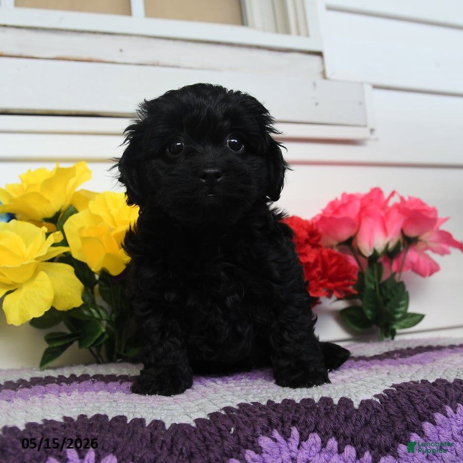 Teddy Bear dogs Kaddy - Ad 2