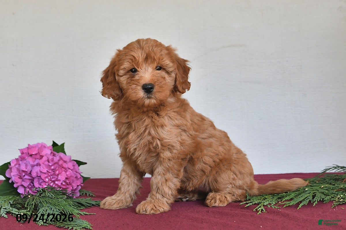 Mini Goldendoodle dogs Violet - Ad 1