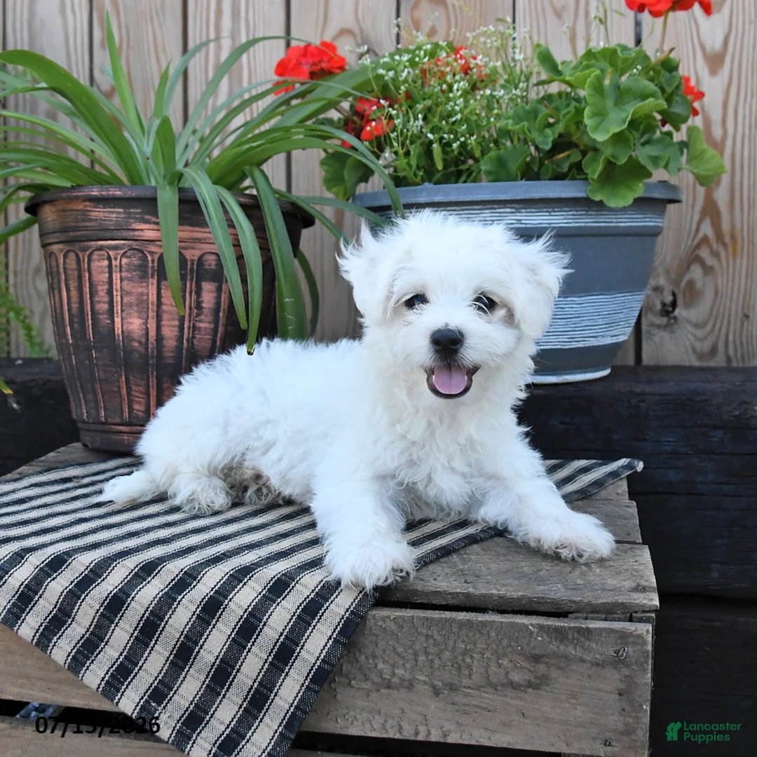 Mixed Breed dogs for sale: Edmund - Ad 2