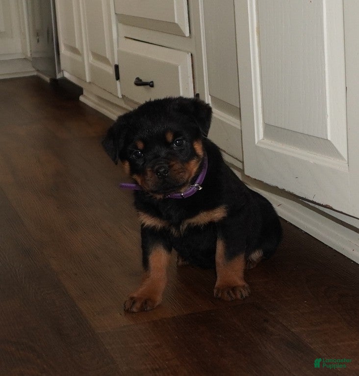 Rottweiler dogs Freya - Ad 2