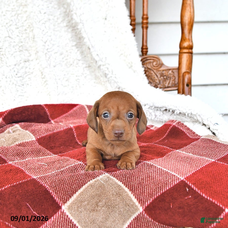 Miniature Dachshund dogs Liam - Ad 2