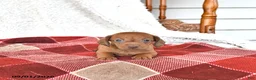 Miniature Dachshund dogs for sale: Liam - Ad 2