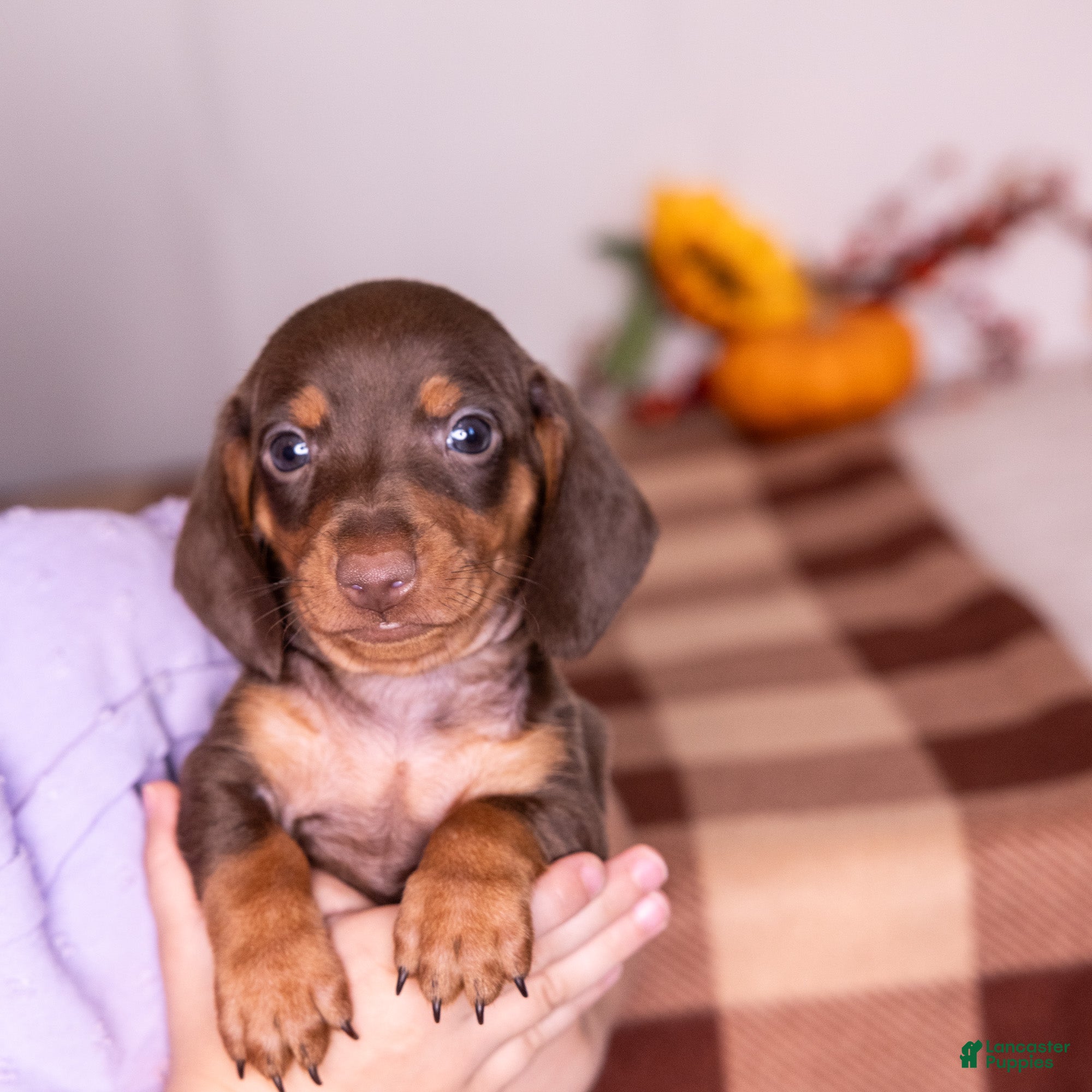 Miniature Dachshund dogs Liam - Ad 1