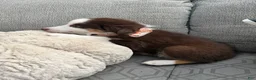 Australian Shepherd dogs for sale: Molly  - Ad 4