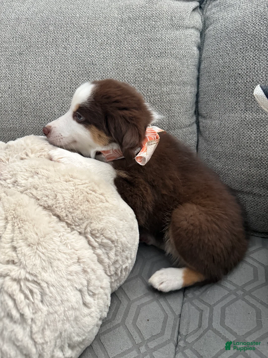 Australian Shepherd dogs for sale: Molly  - Ad 4