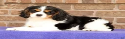 Cavalier King Charles Spaniel dogs for sale: Rosy - Ad 2