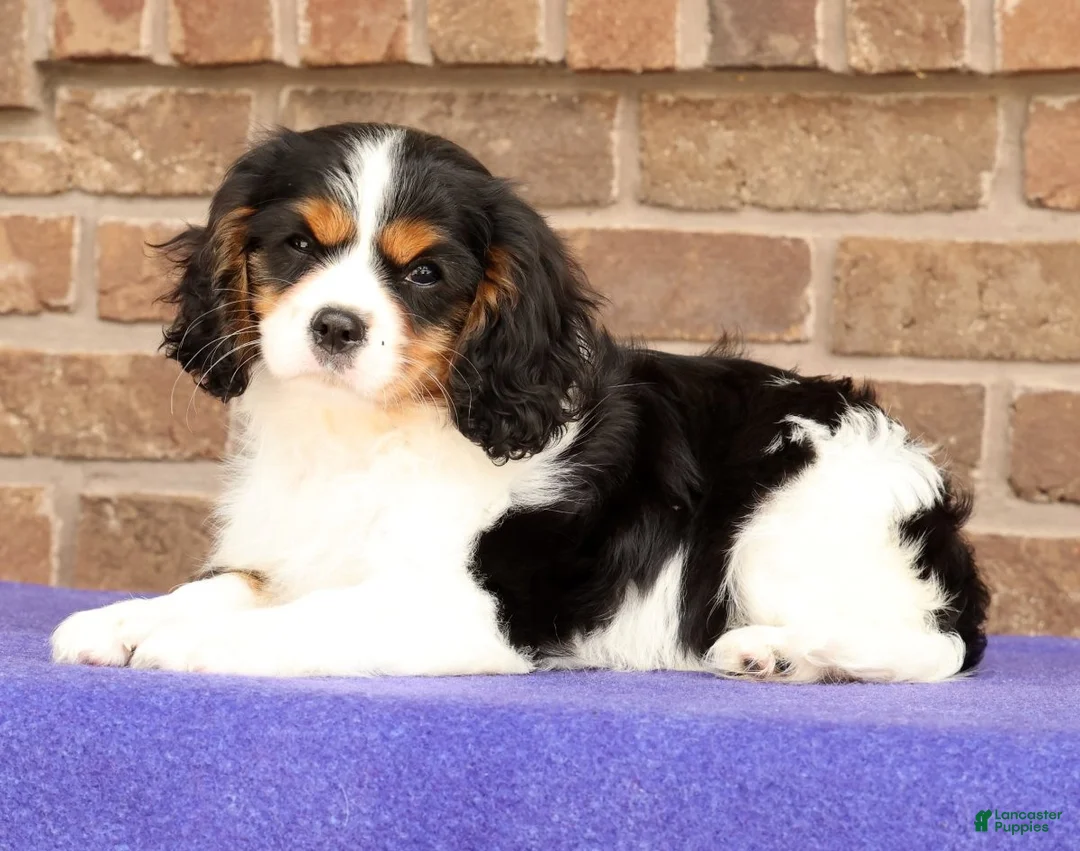 Cavalier King Charles Spaniel dogs for sale: Rosy - Ad 2
