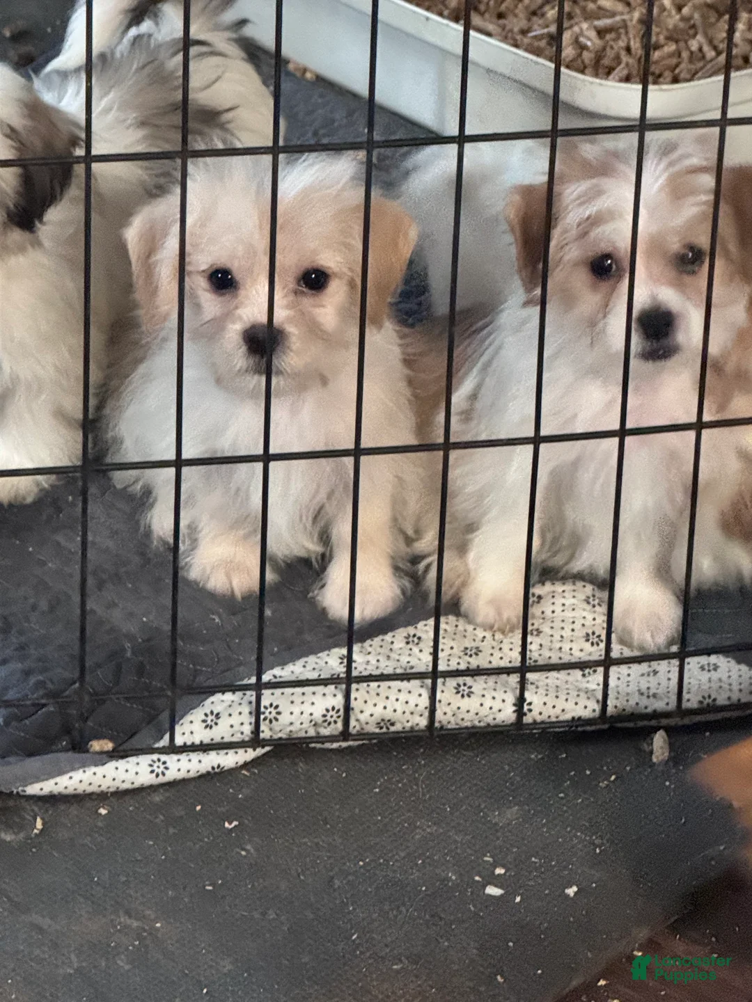 Mixed Breed dogs for sale: Maple - Ad 2