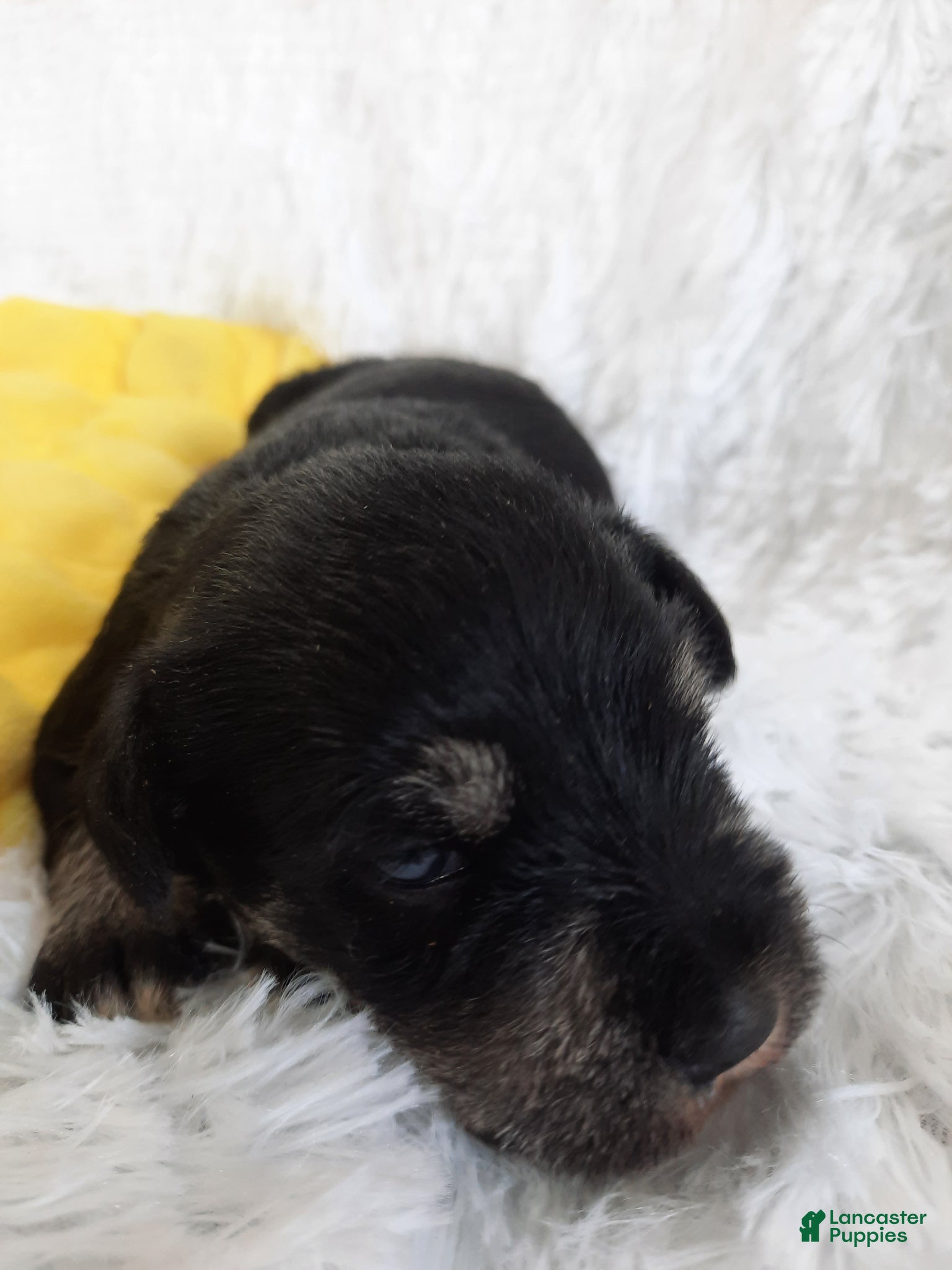 Miniature Schnauzer dogs AKC Cutie Pie - Ad 2