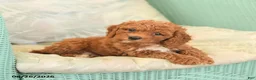 Cavapoo dogs for sale: Flo  - Ad 4
