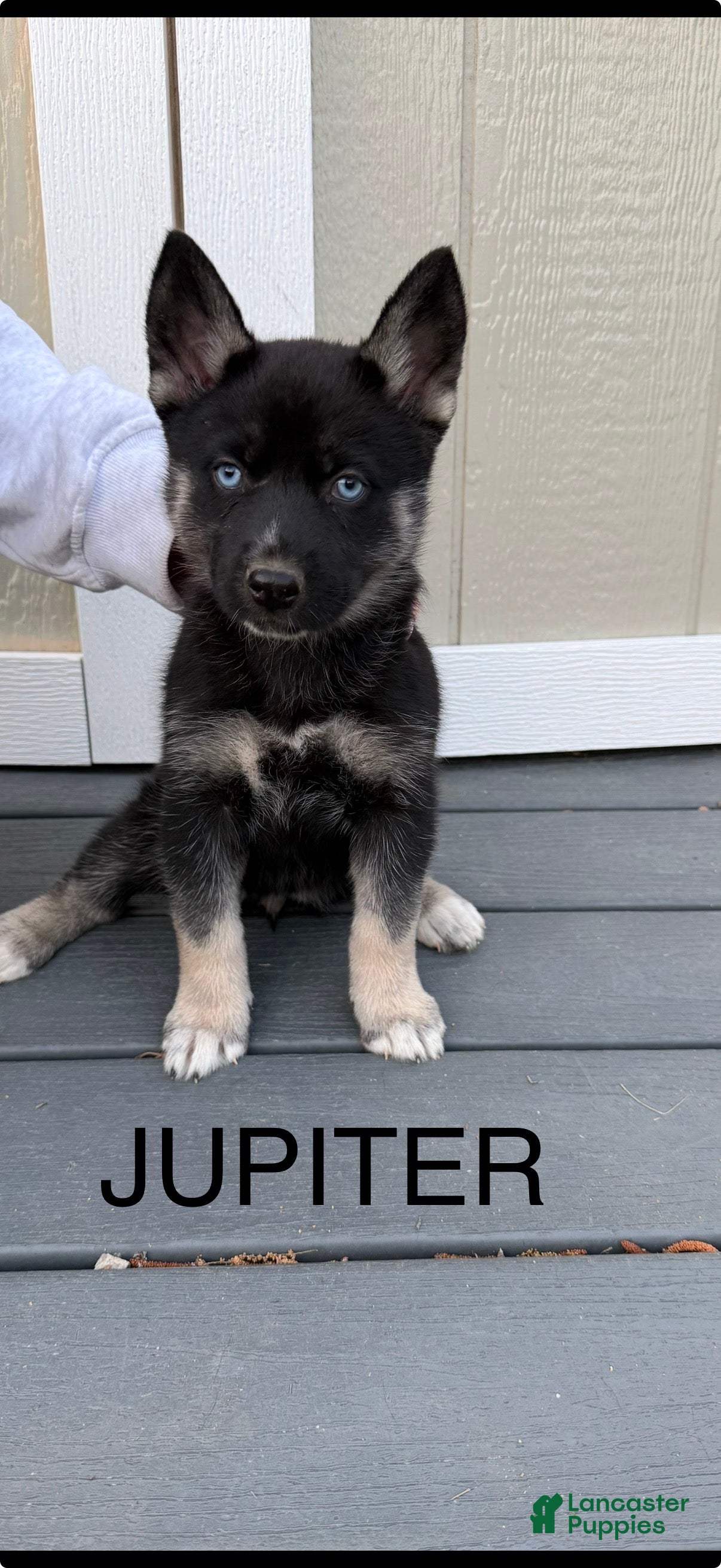 Gerberian Shepsky dogs Gerberian Shepsky Puppy 6 - Ad 2