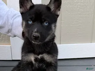 Gerberian Shepsky dogs Gerberian Shepsky Puppy 6 - Ad 20