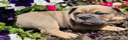 English Bulldog dogs for sale: Cecilia - Ad 16