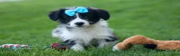 Corgipoo dogs for sale: NELSON - Ad 11