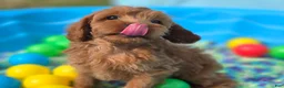 Cavapoo dogs for sale: Grub - Ad 2