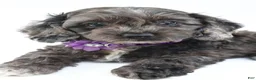 Cockapoo dogs for sale: Orla - Ad 5