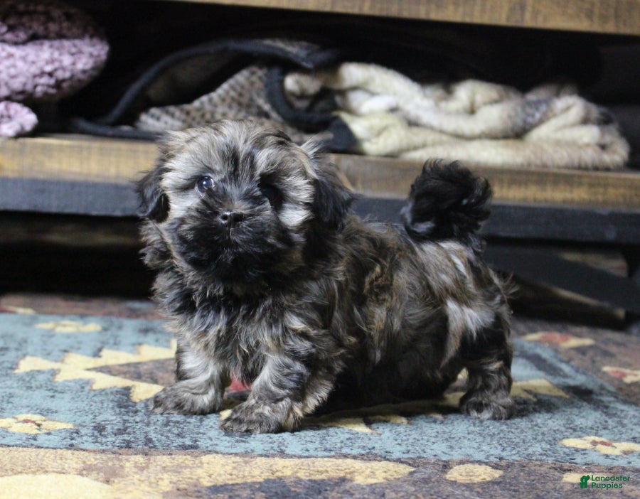 Havanese dogs Bear - Ad 27