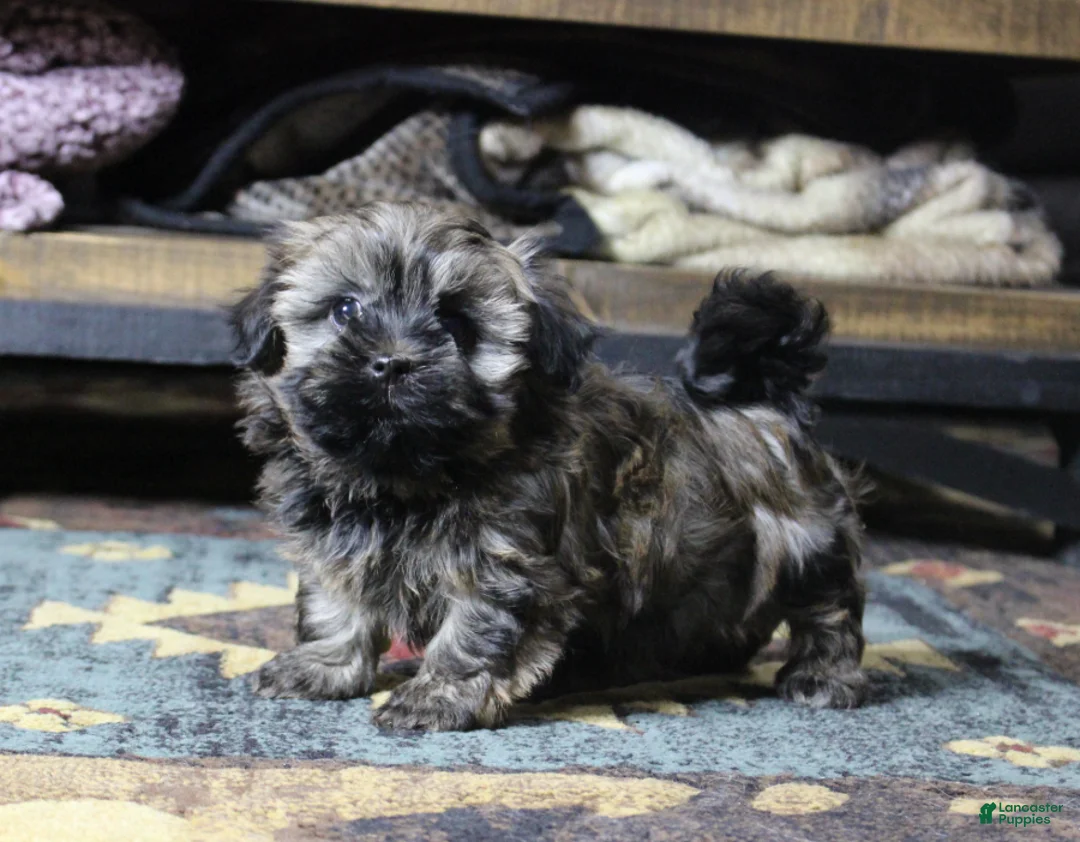 Havanese dogs for sale: Bear - Ad 1