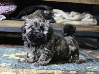 Havanese dogs Bear - Ad 27