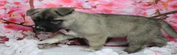 Akita dogs for sale: Braeburn - Ad 9
