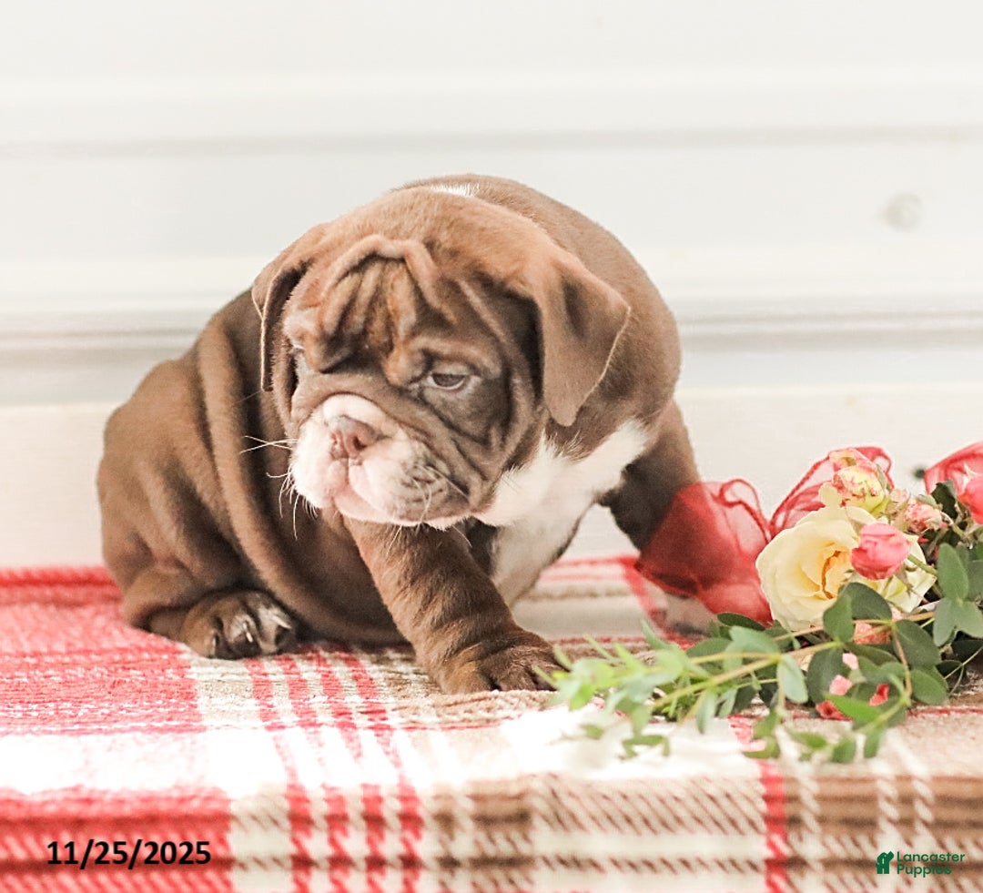 English Bulldog dogs for sale: Rhoda - Ad 16