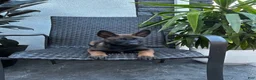 Belgian Malinois dogs for sale: Corsa - Ad 4