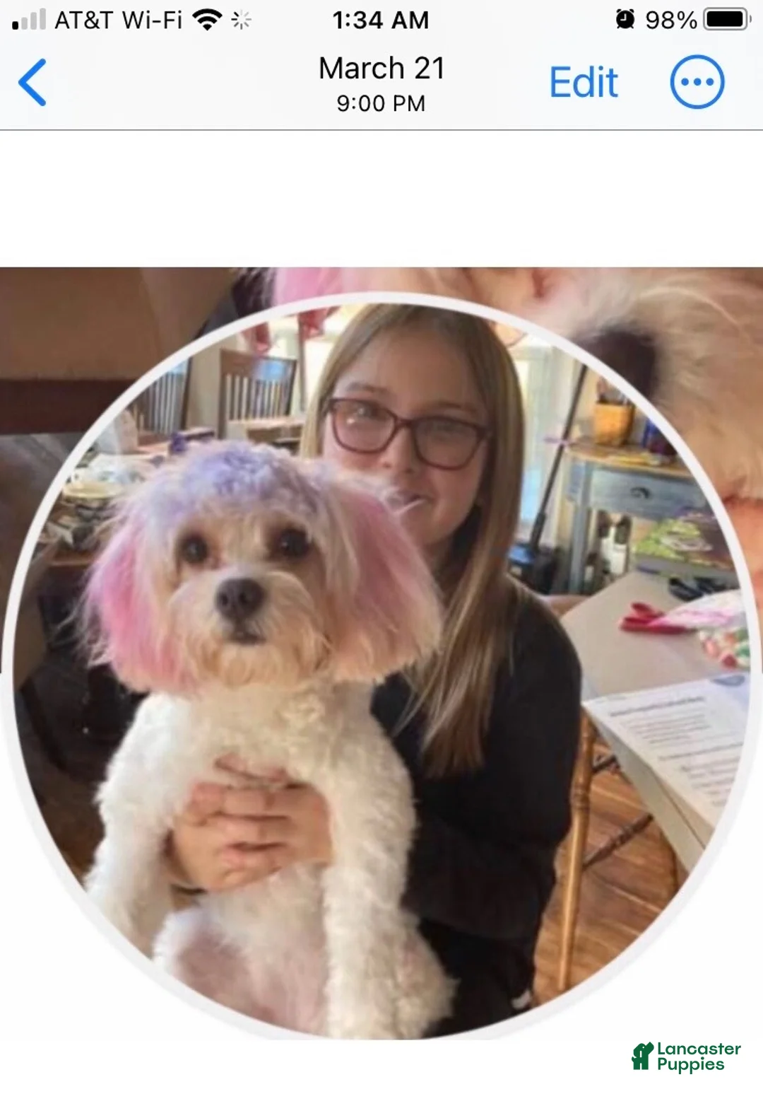 Cavachon dogs for sale: Cavachon Puppy 3 - Ad 3