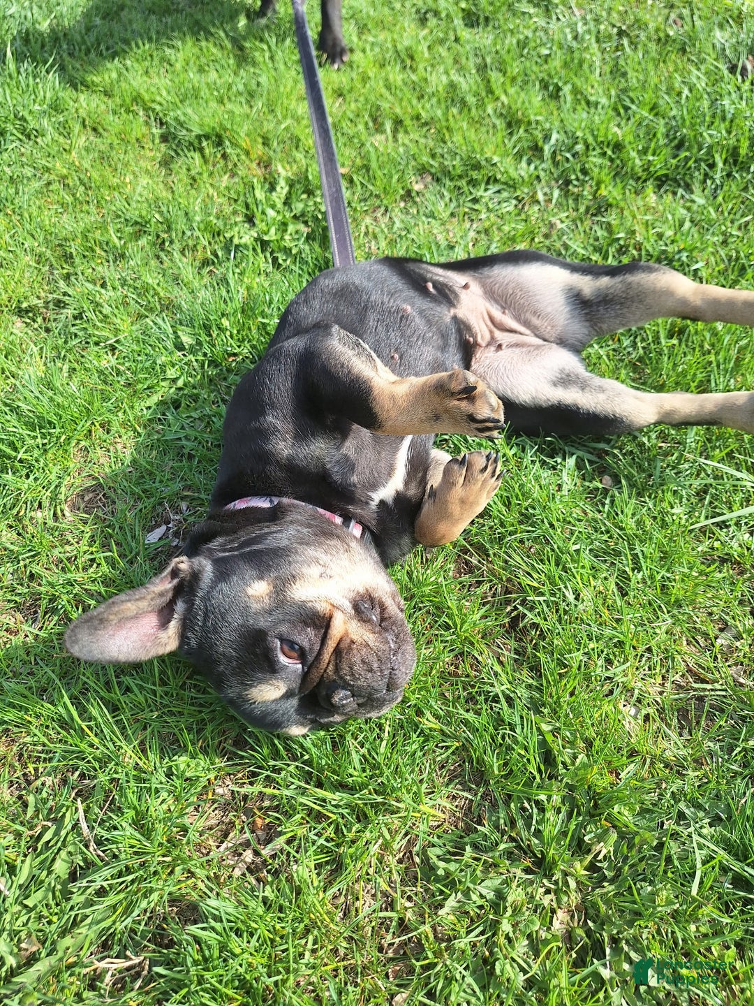 French Bulldog dogs for sale: French Bulldog Puppy 2 - Ad 6